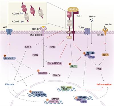 Klotho’s impact on diabetic nephropathy and its emerging connection to diabetic retinopathy